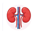 Kidney-related conditions icon